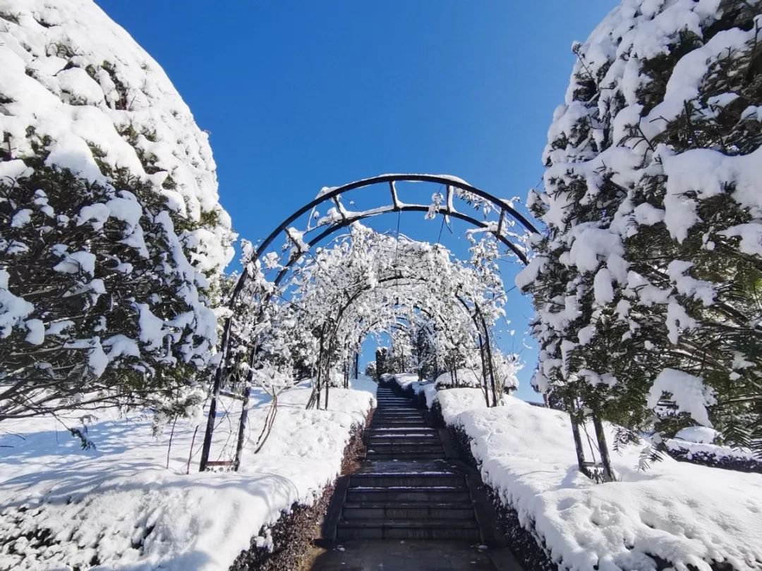 雪落玉龙，三冬含暖。
