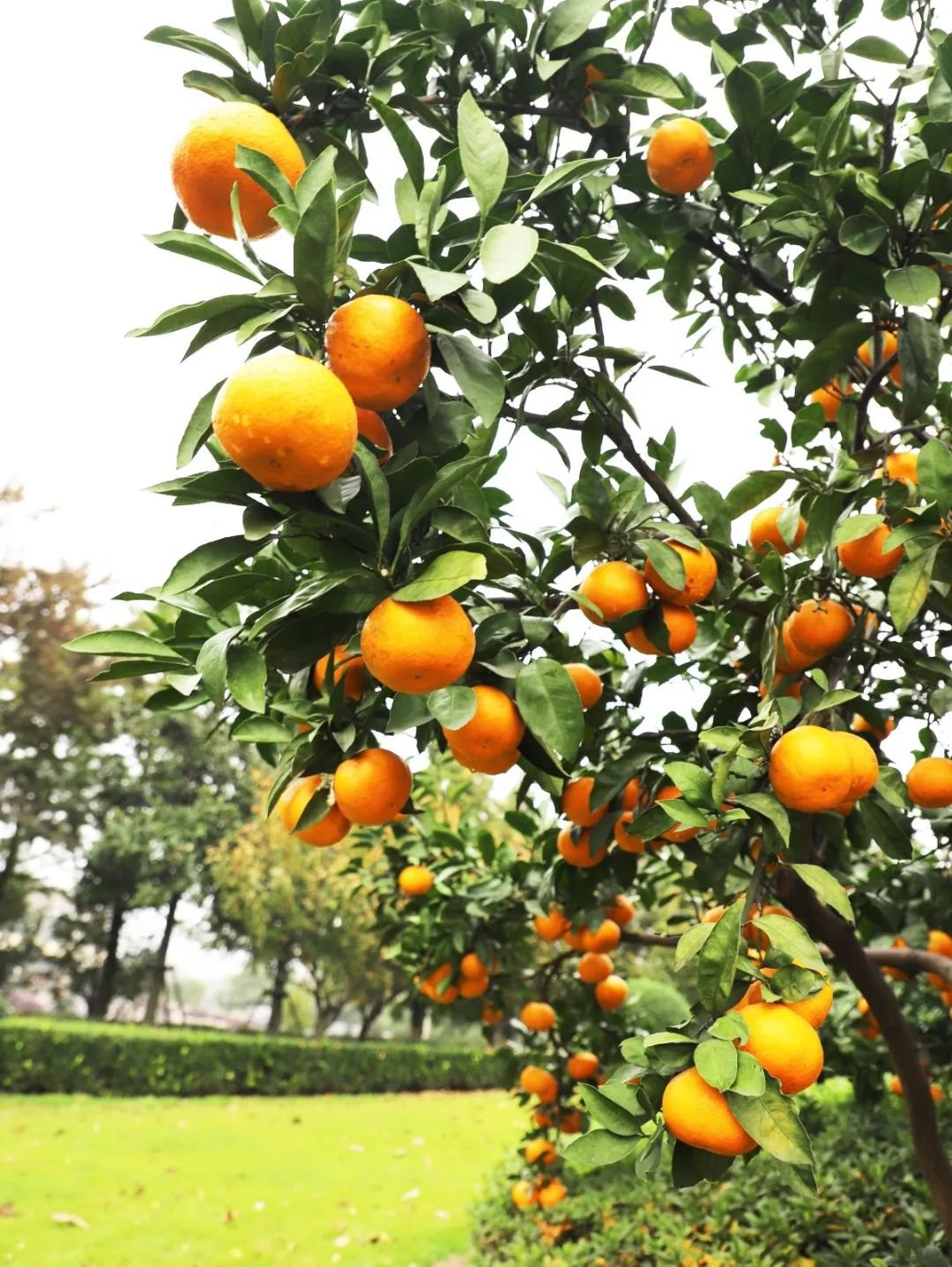 欧博abg(Allbet)官网登录入口